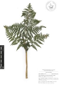 Macrothelypteris torresiana image